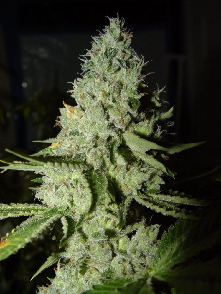 Ghost OG  1