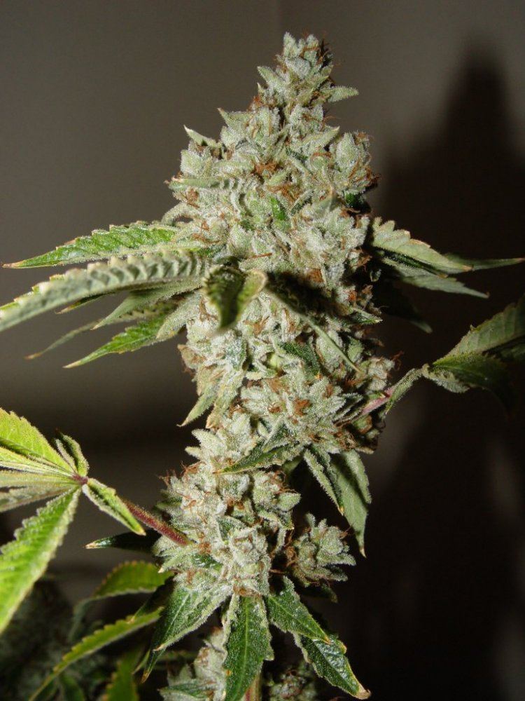 Ghost OG 1