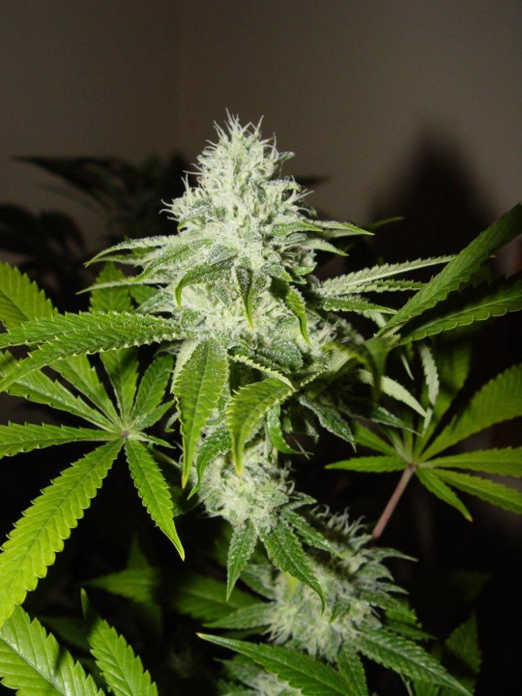 Ghost OG  1