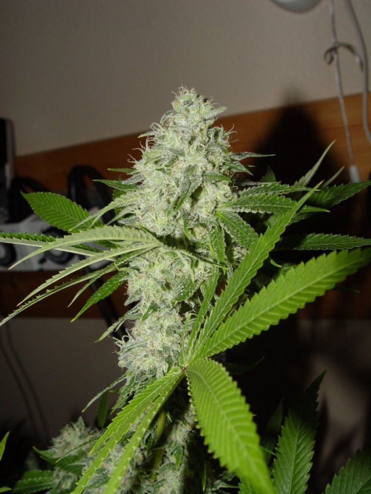 Ghost OG  1