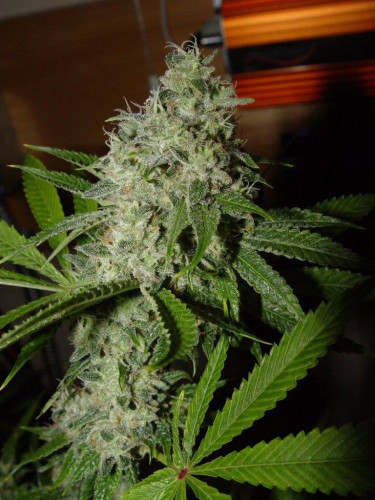 Ghost OG  1