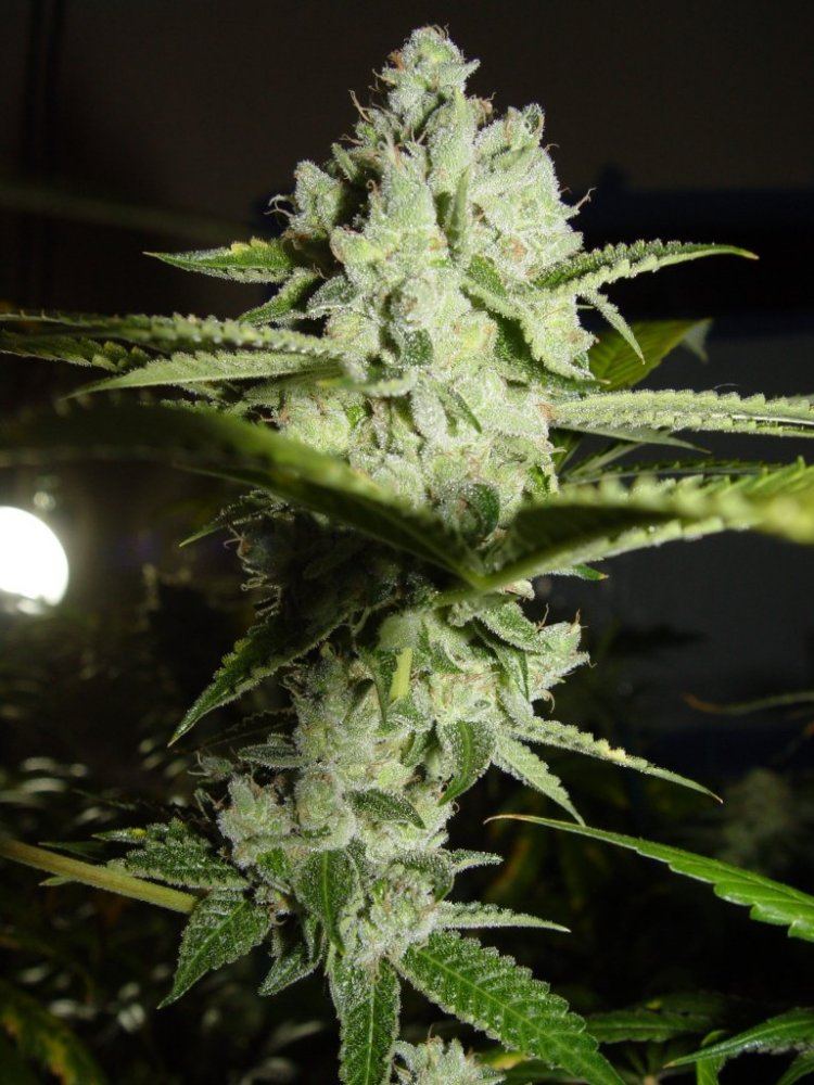 Ghost OG  2