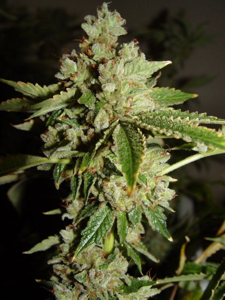 Ghost OG 2