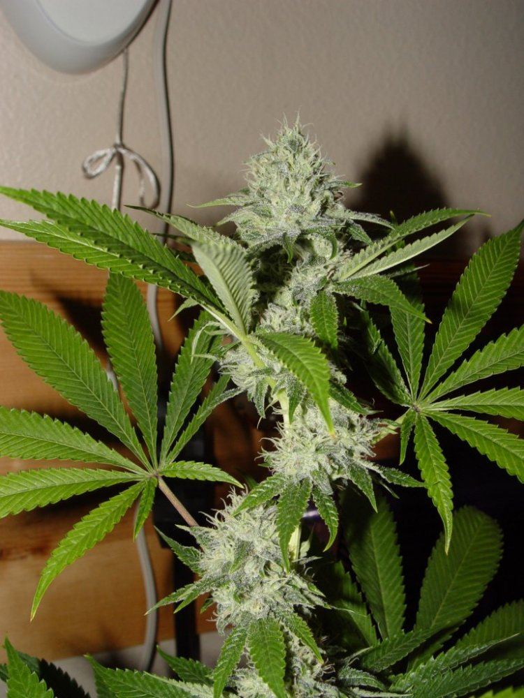 Ghost OG  2
