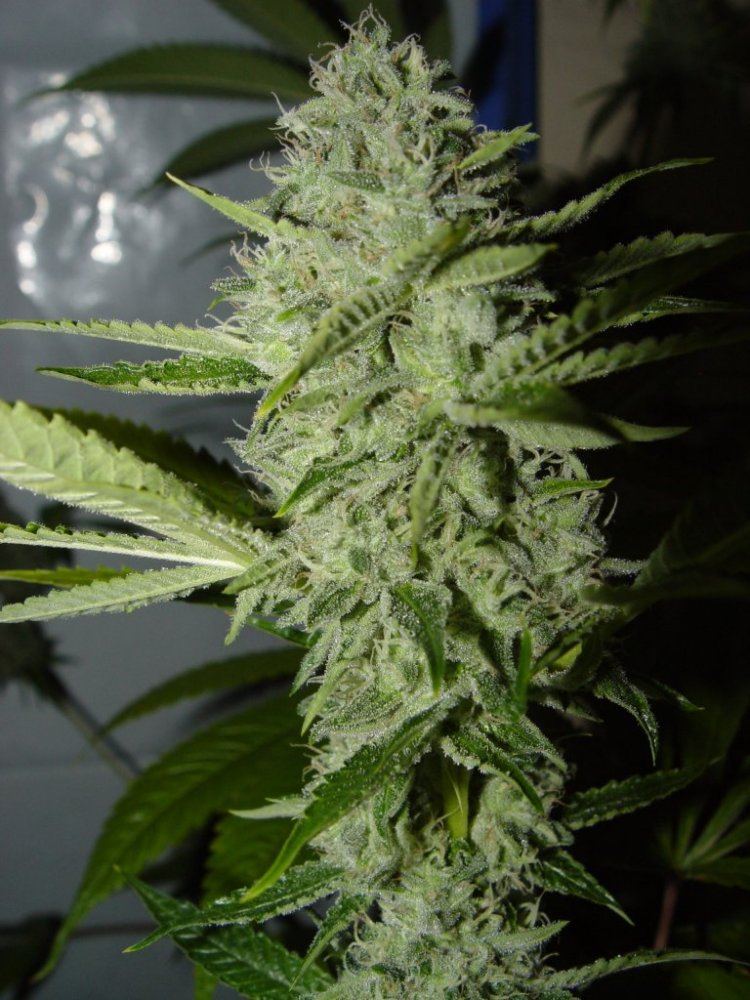 Ghost OG  2