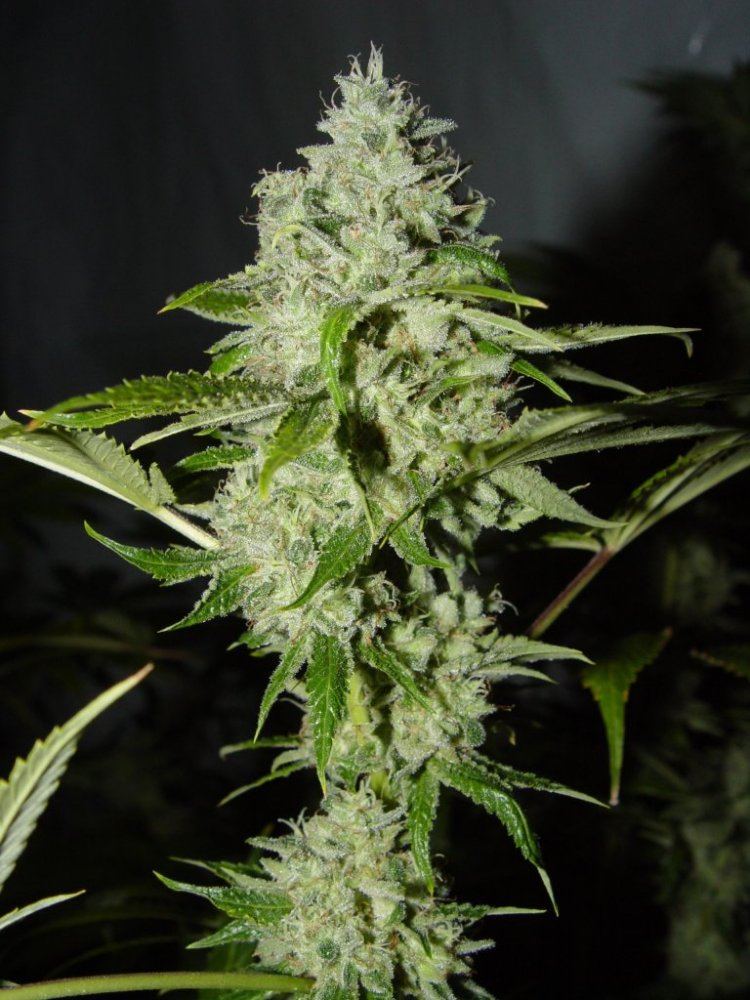 Ghost OG  2