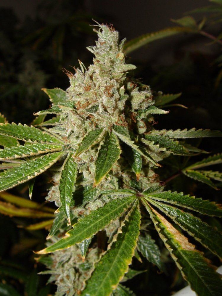 Ghost OG 3