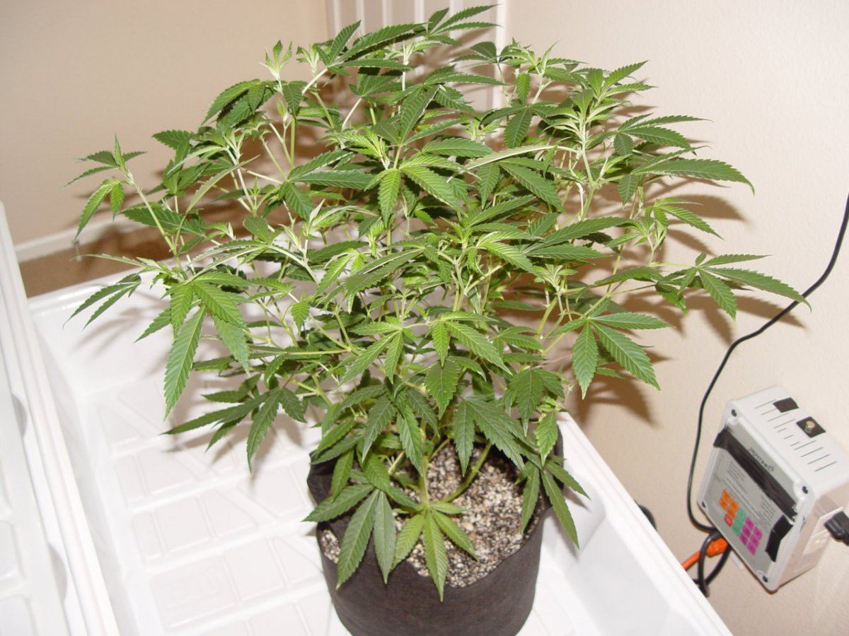 Ghost OG