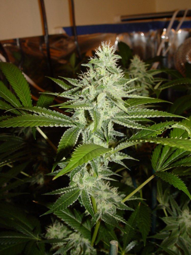 Ghost OG