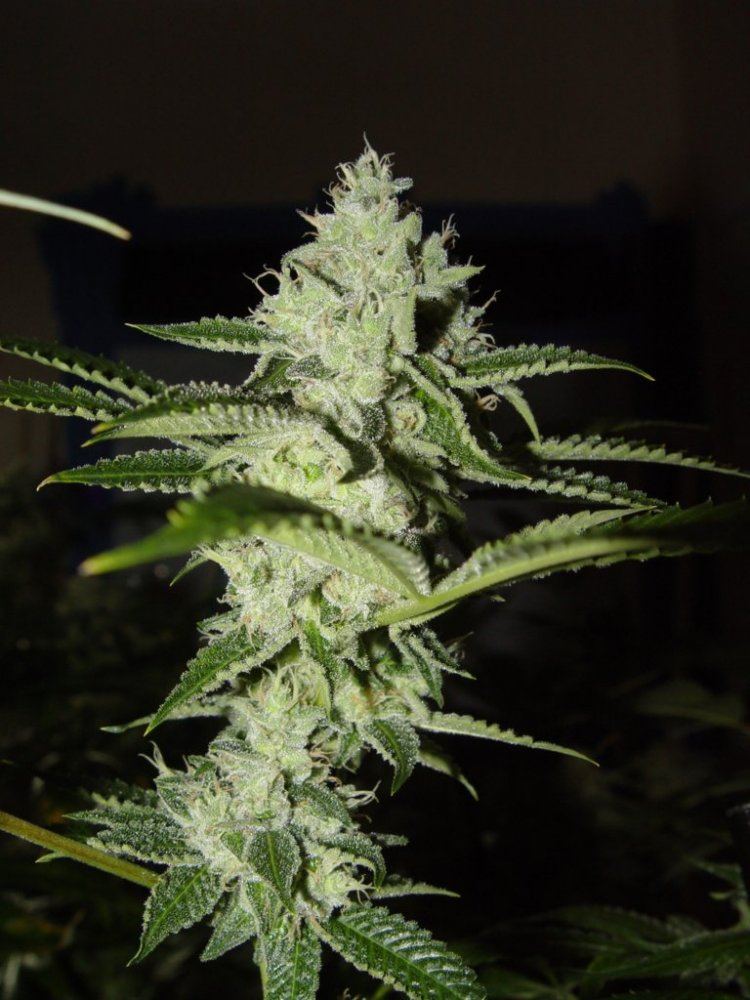 Ghost OG