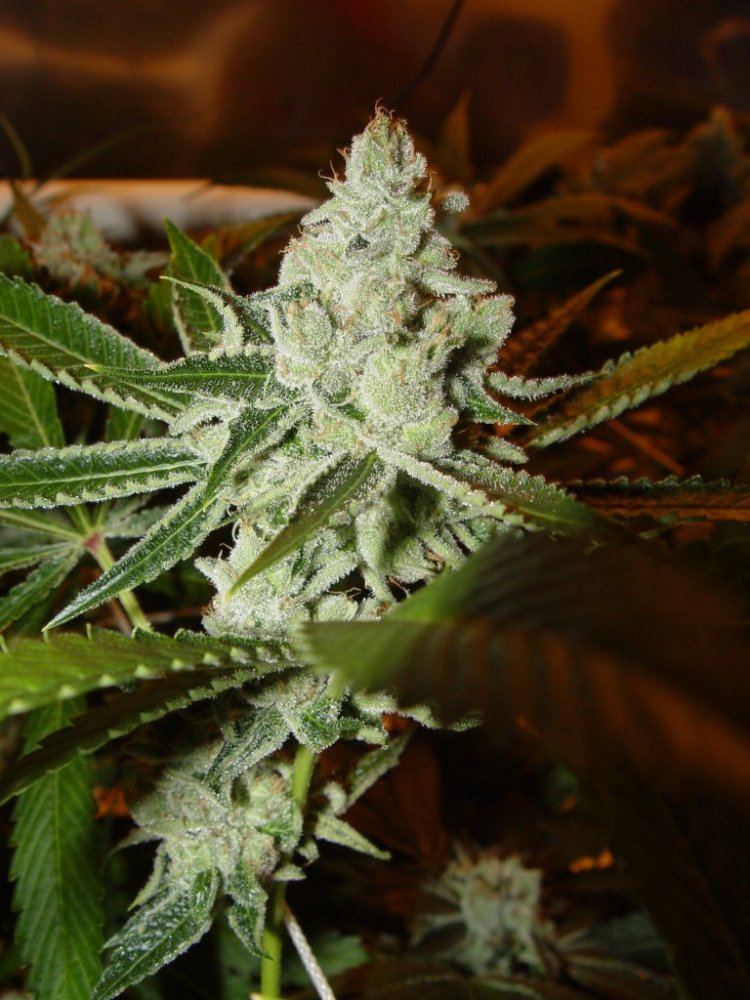 Ghost OG