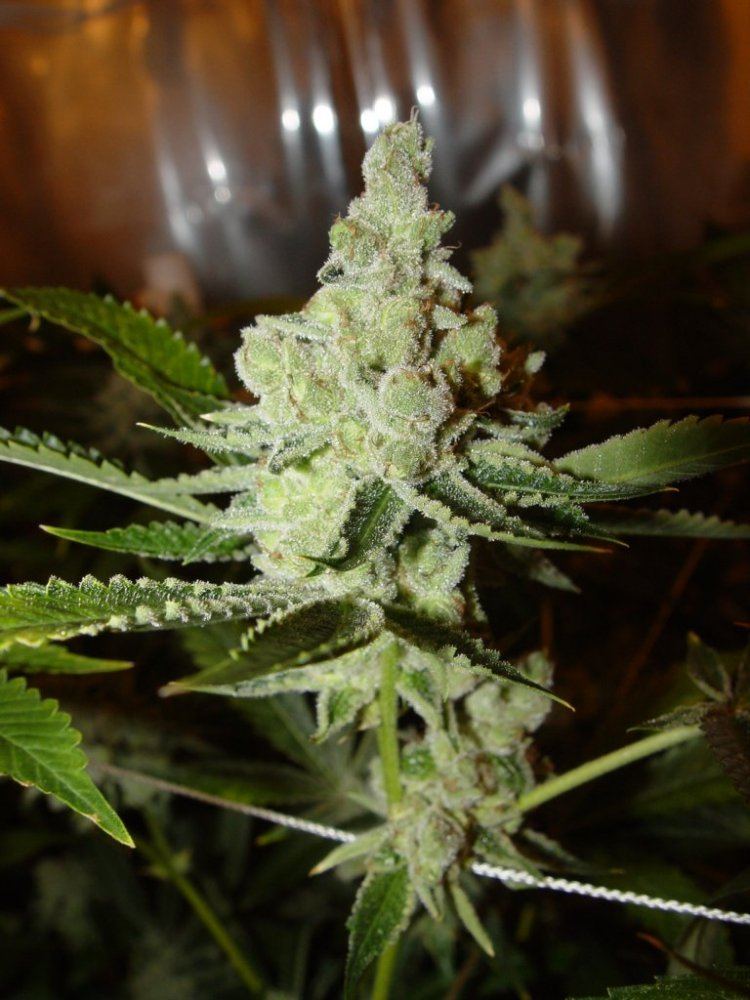 Ghost OG