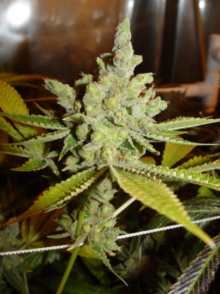 Ghost OG