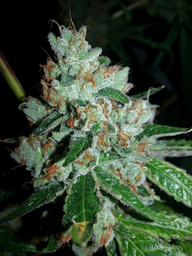 Ghost OG