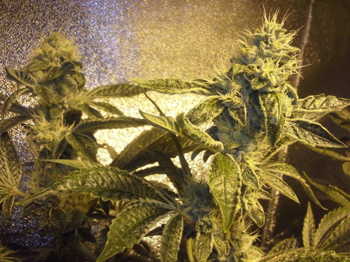 Ghost1