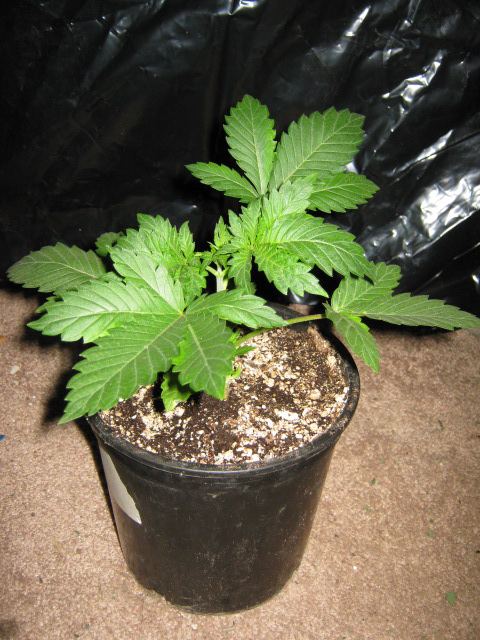 Ghostbubba 1 wk3