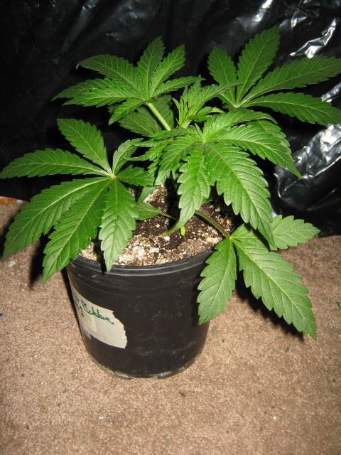 Ghostbubba 3 wk3