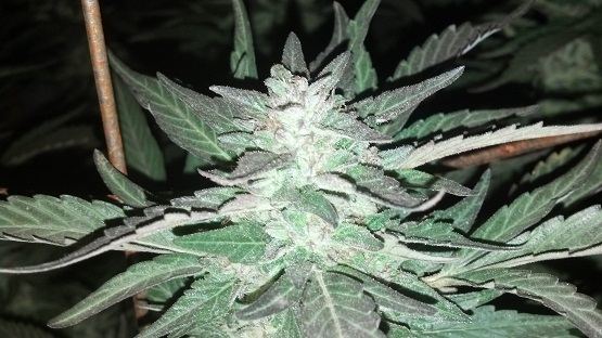 GhostBubba preharvest2