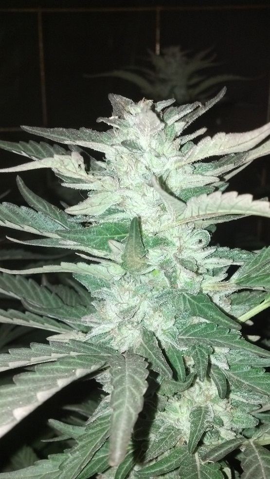 GhostBubba preharvest4