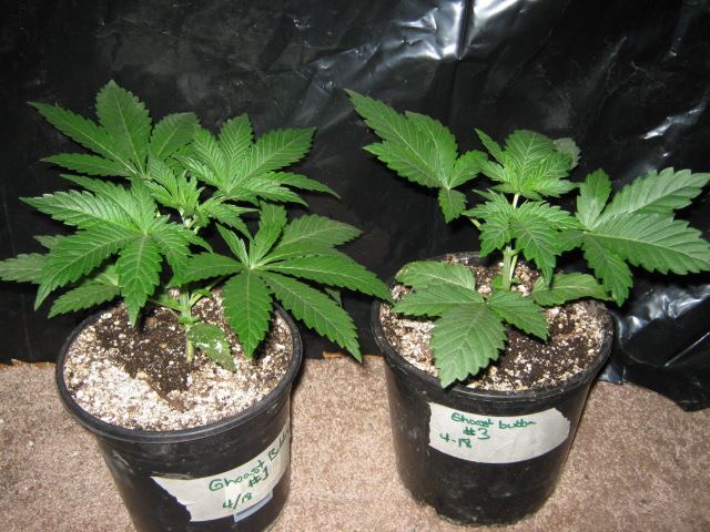Ghostbubba wk3
