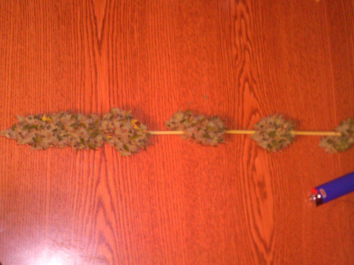 GhostTrainHaze2xQuerkle10weeks