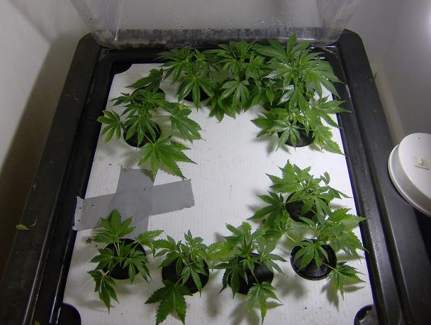 Ghs cheese clones 2