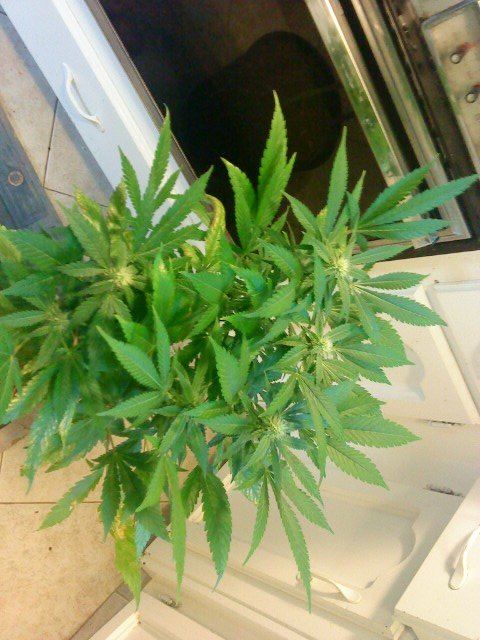 Ghs super bud