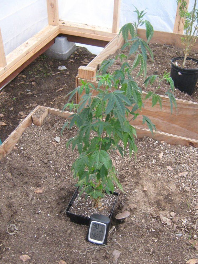 Ghtestplant1223