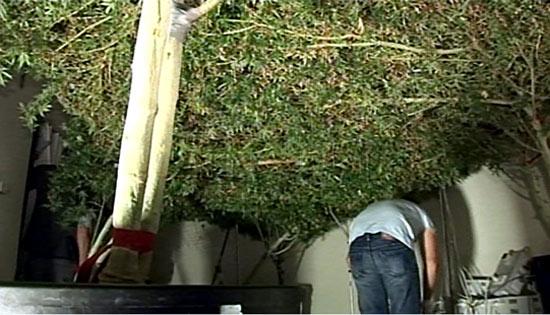 Giant cannabis plants found in sydney raid