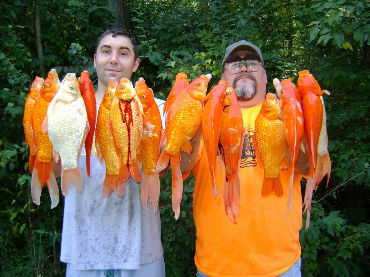 Giantgoldfish