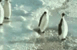 Giphy 1
