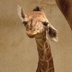 giraffe azz.jpg