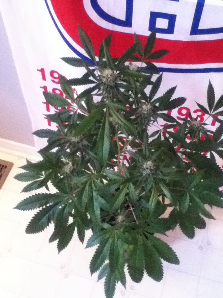 Girl guides cookies clone 1
