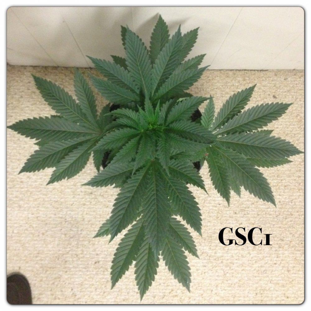 Girl scout candy 2
