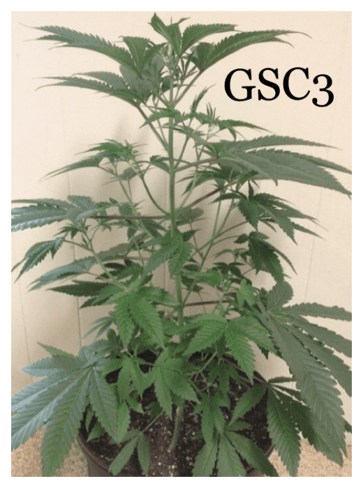 Girl scout candy 3