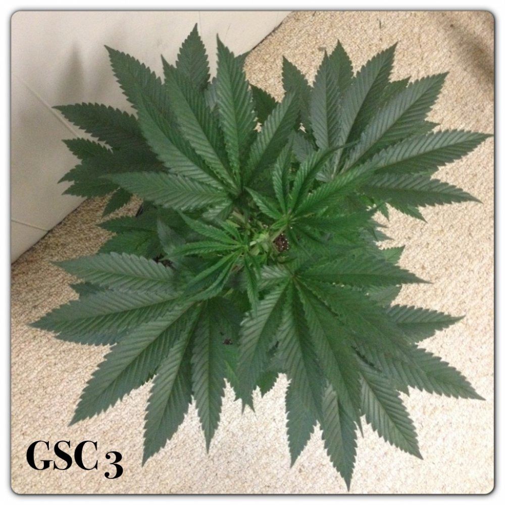 Girl scout candy 4