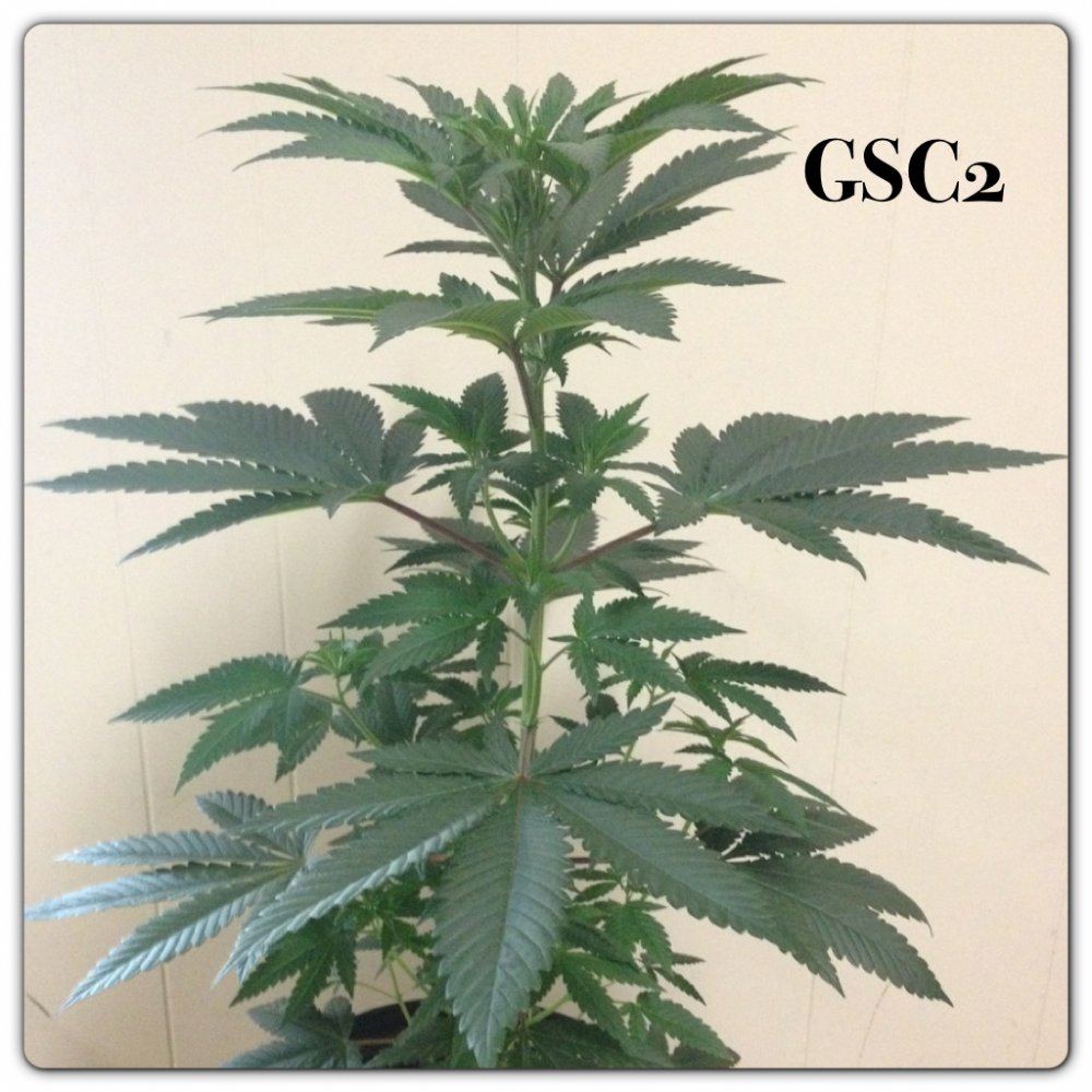 Girl scout candy 5