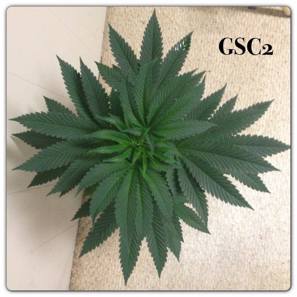 Girl scout candy 6