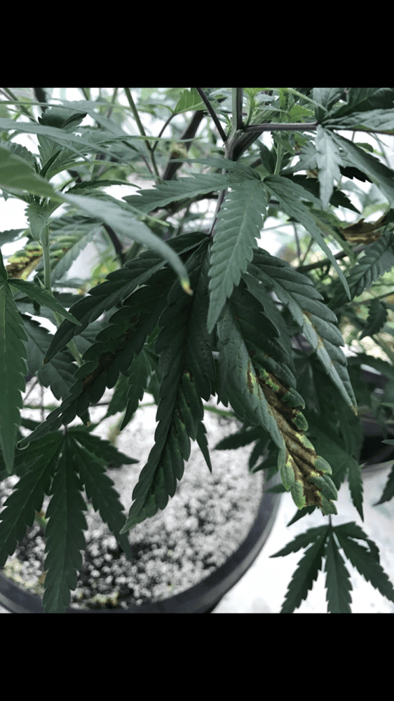 Girl scout cookie deficiency 3