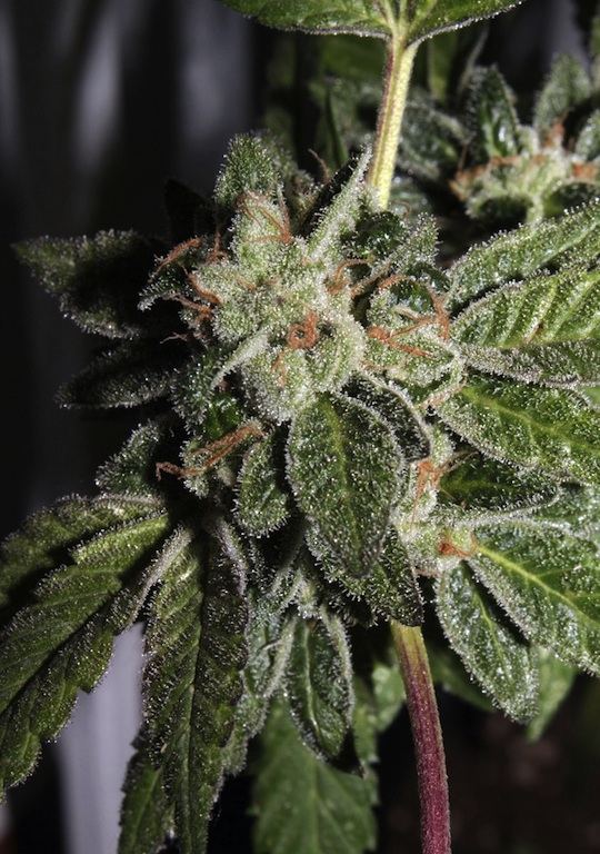 Girl scout cookies hybrids dropping soon 4