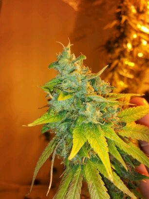 Girls scout