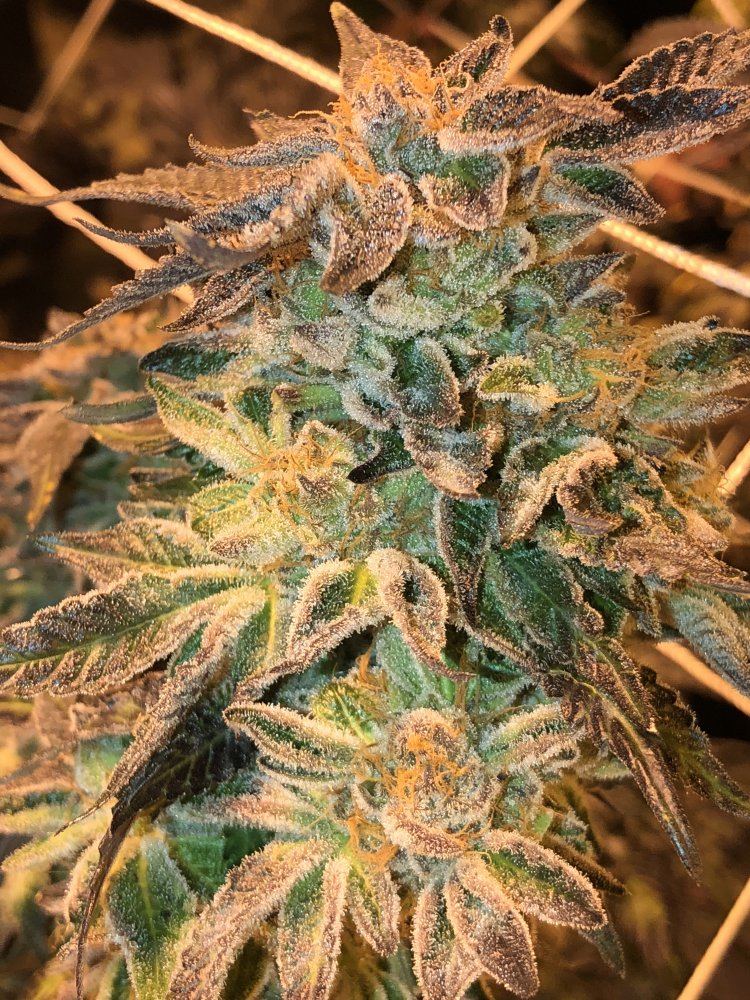 Girls who grow 2