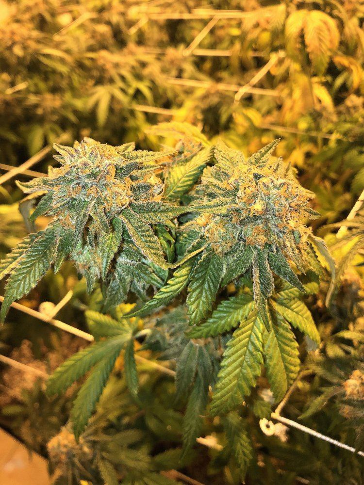 Girls who grow