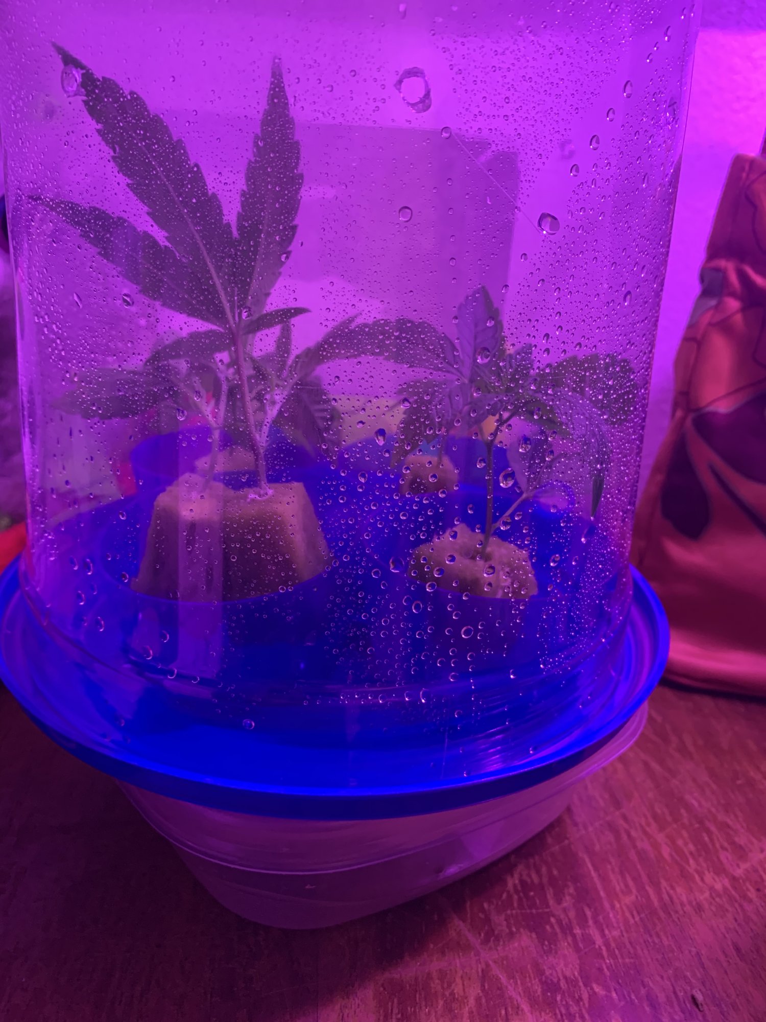 Giving cloning a try for the first time