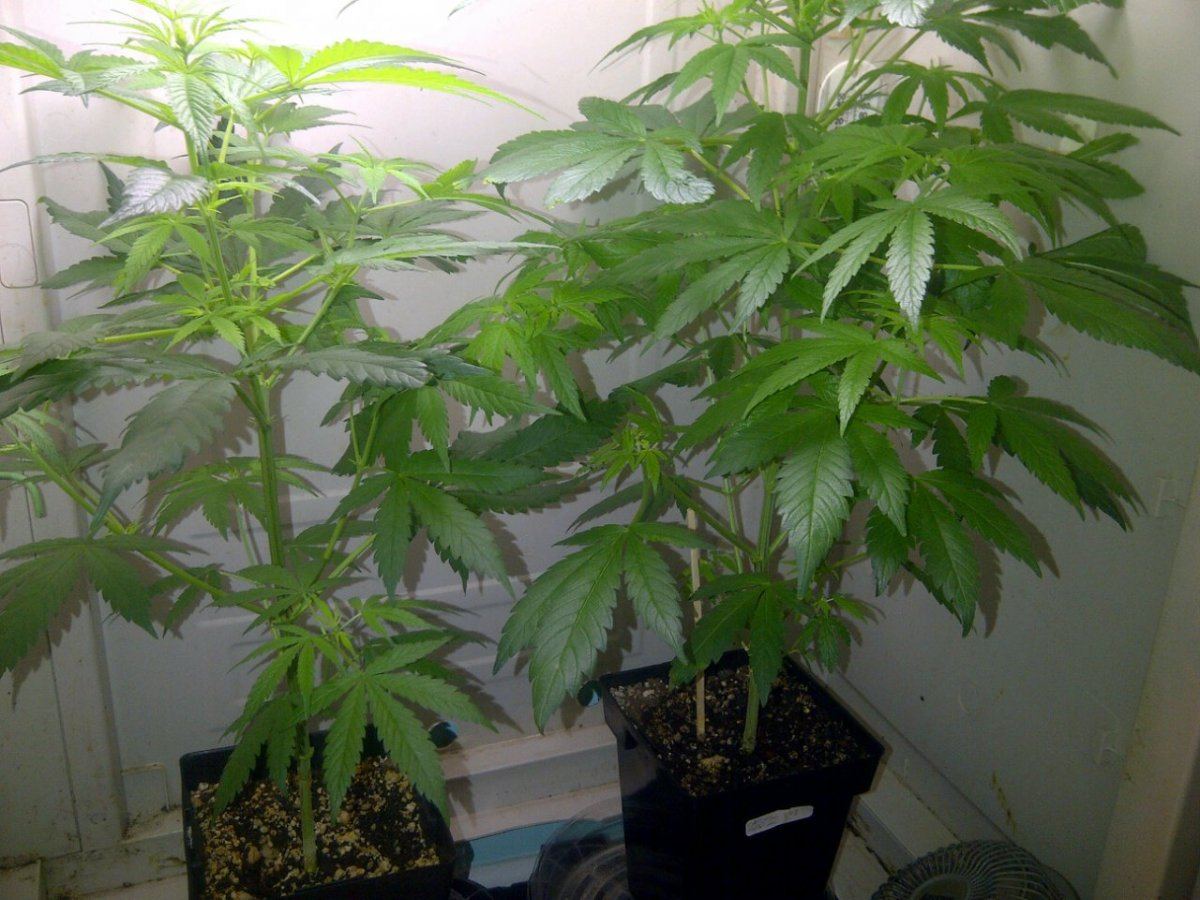 Gl   ga