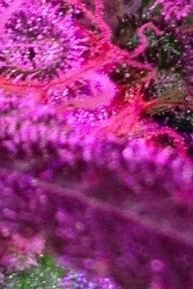 GL002