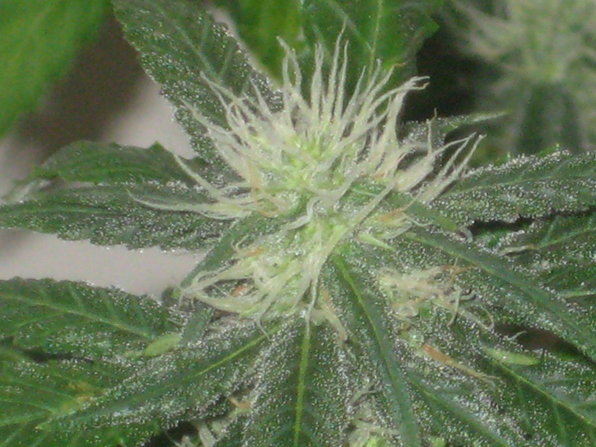 Gl1 day24f a