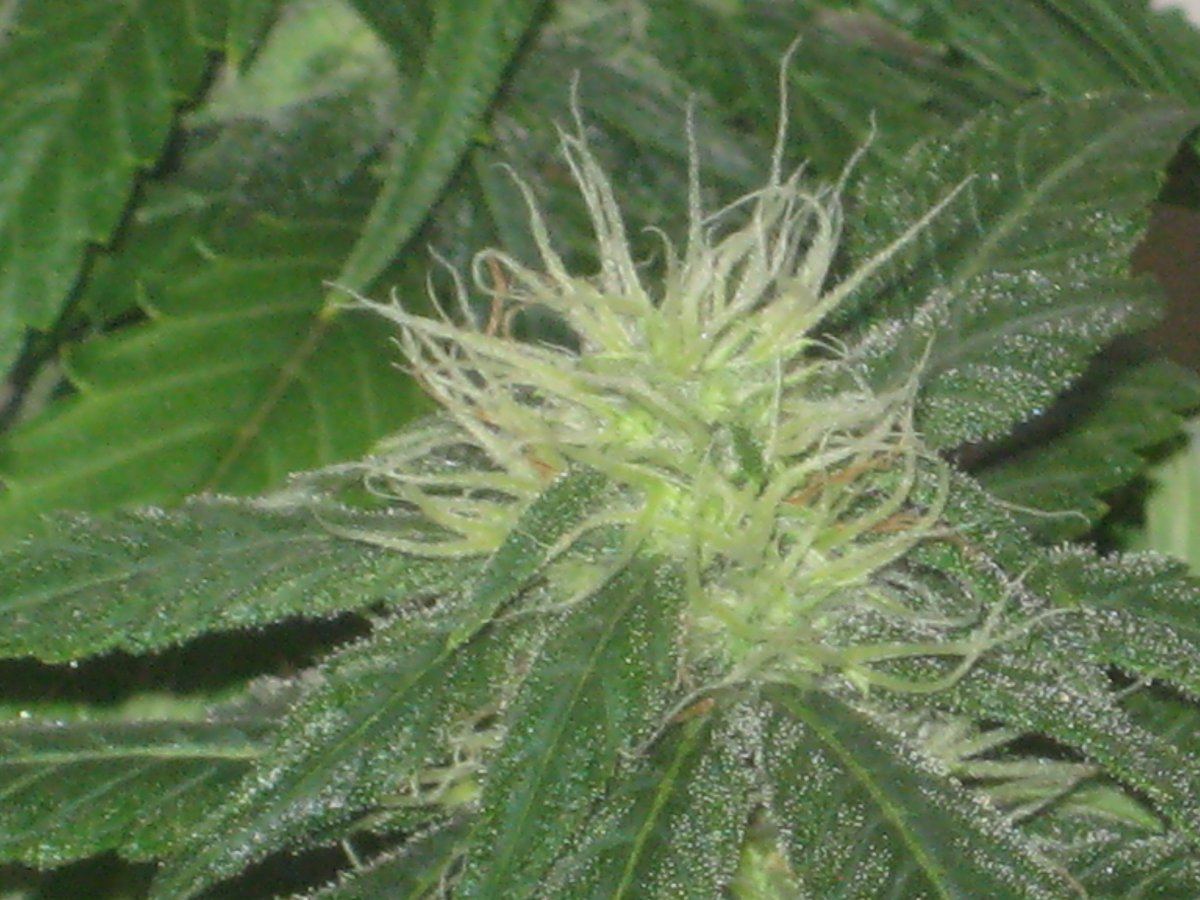 Gl2 day24f a