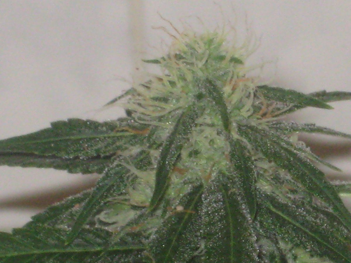 Gl2 day30f a