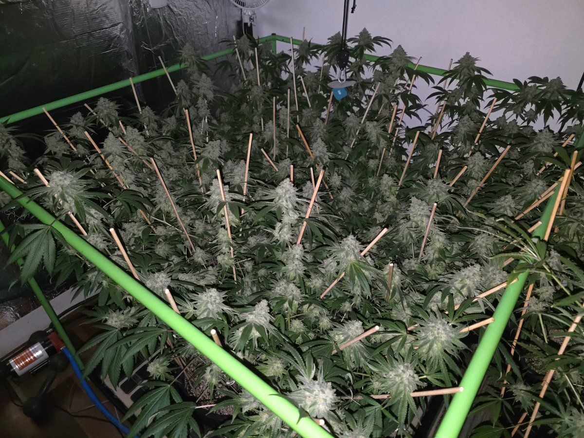 Glue31 1